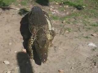 i/Family/Kuba/Picture 512 - Crocodile crawling.avi